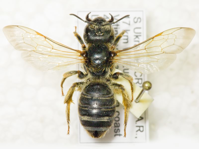 Hymenoptera